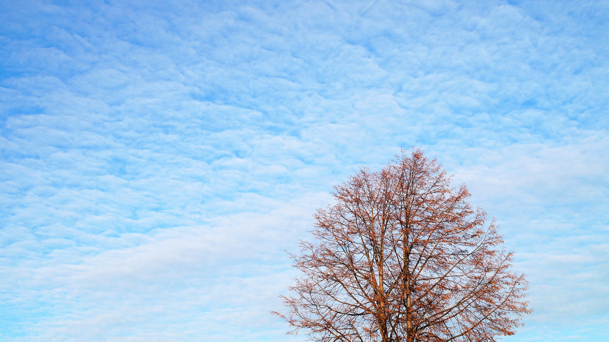Sony Alpha NEX-3N sample photo. Tree. meditation. photography