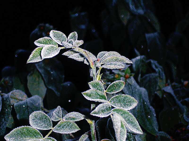 HP PHOTOSMART R927  (V01.00) sample photo. Frosted rose leaves photography