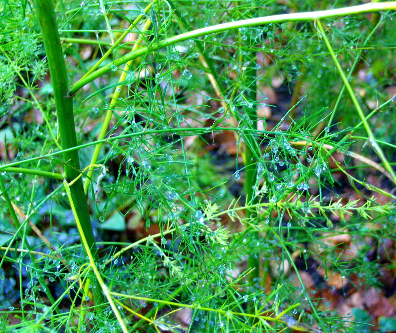 HP PHOTOSMART R927  (V01.00) sample photo. Dewdrops on  asparagus plant photography