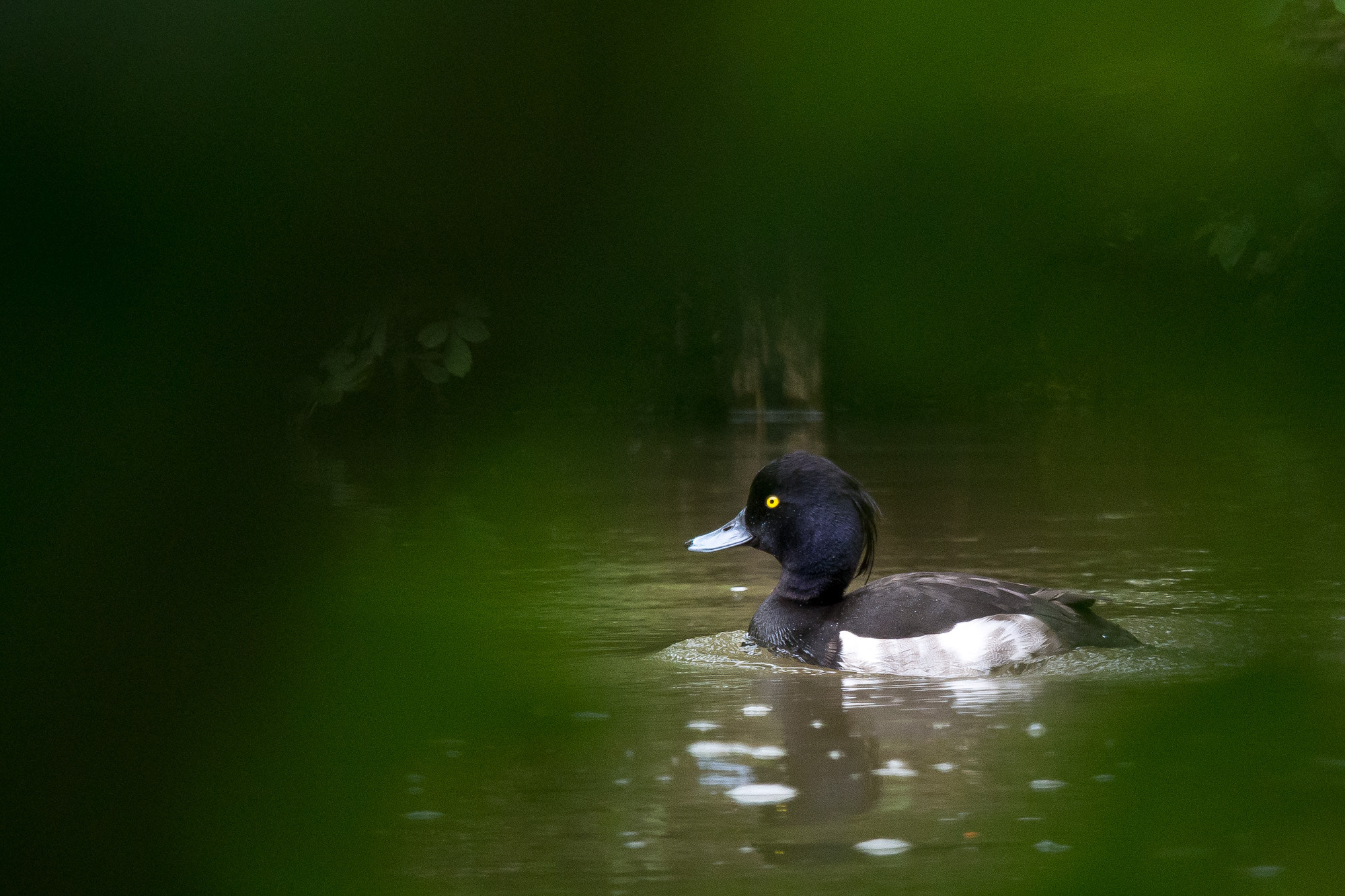 Olympus OM-D E-M10 + Olympus M.Zuiko Digital ED 40-150mm F2.8 Pro sample photo. Fuligule morillon photography