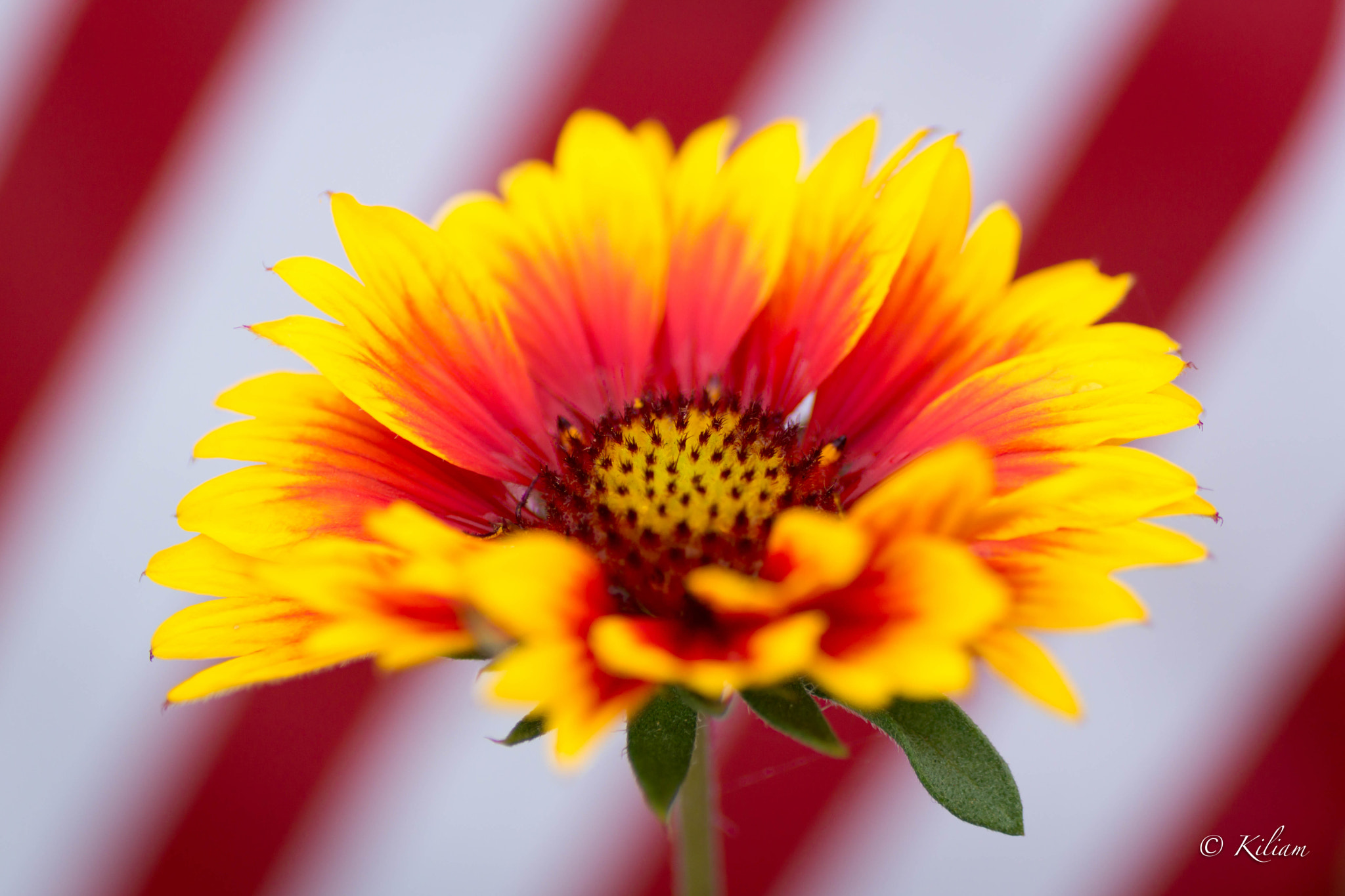 Sony SLT-A77 + Tamron SP AF 90mm F2.8 Di Macro sample photo. Rise photography