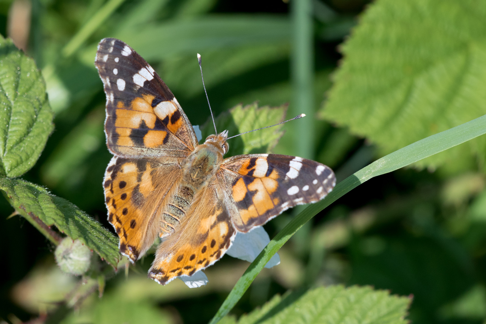 Sigma APO Macro 150mm f/2.8 EX DG HSM sample photo. Painted lady photography