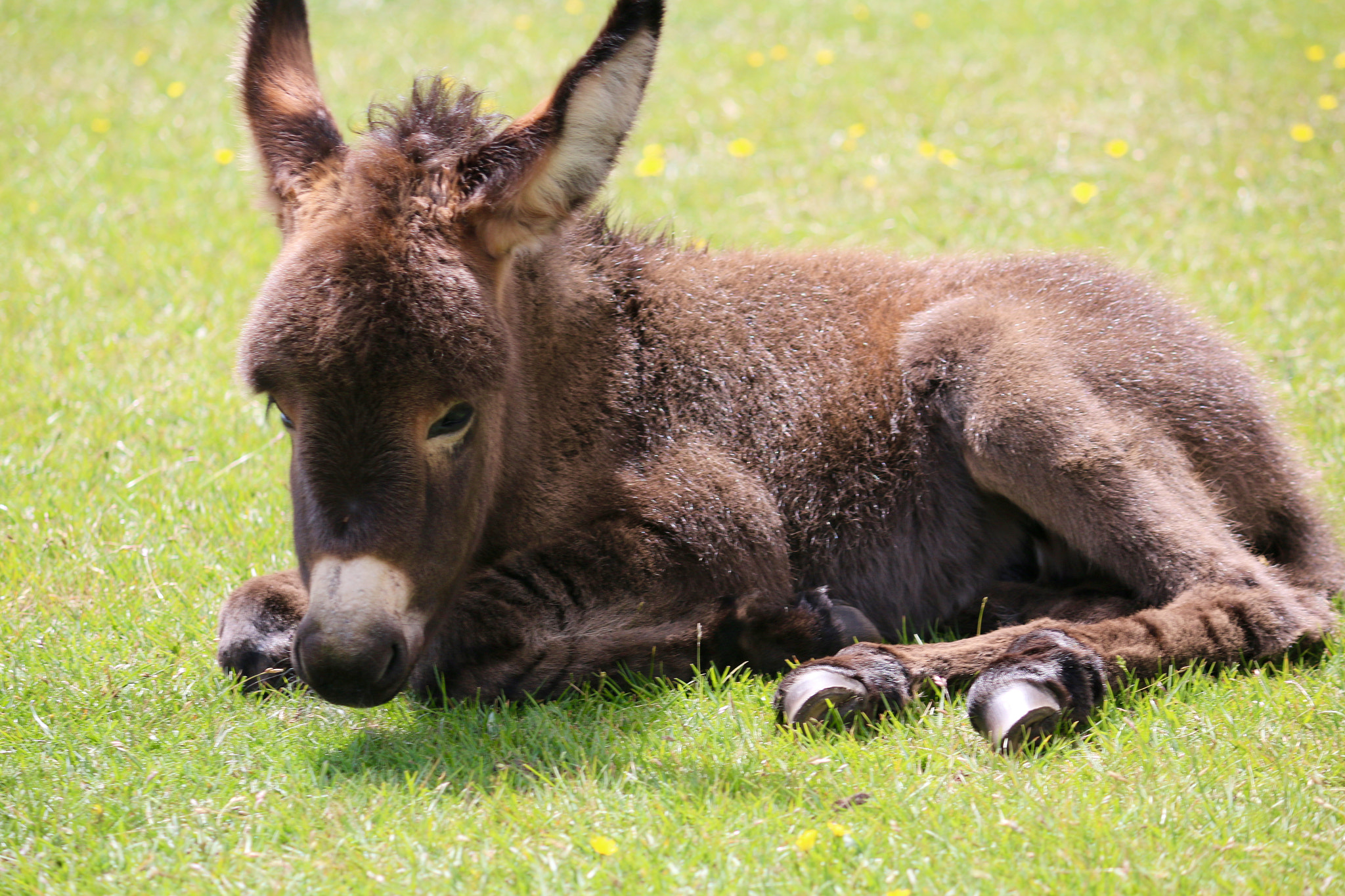 Canon EF-S 55-250mm F4-5.6 IS II sample photo. This little man a donkey just a few days old in the new forest photography