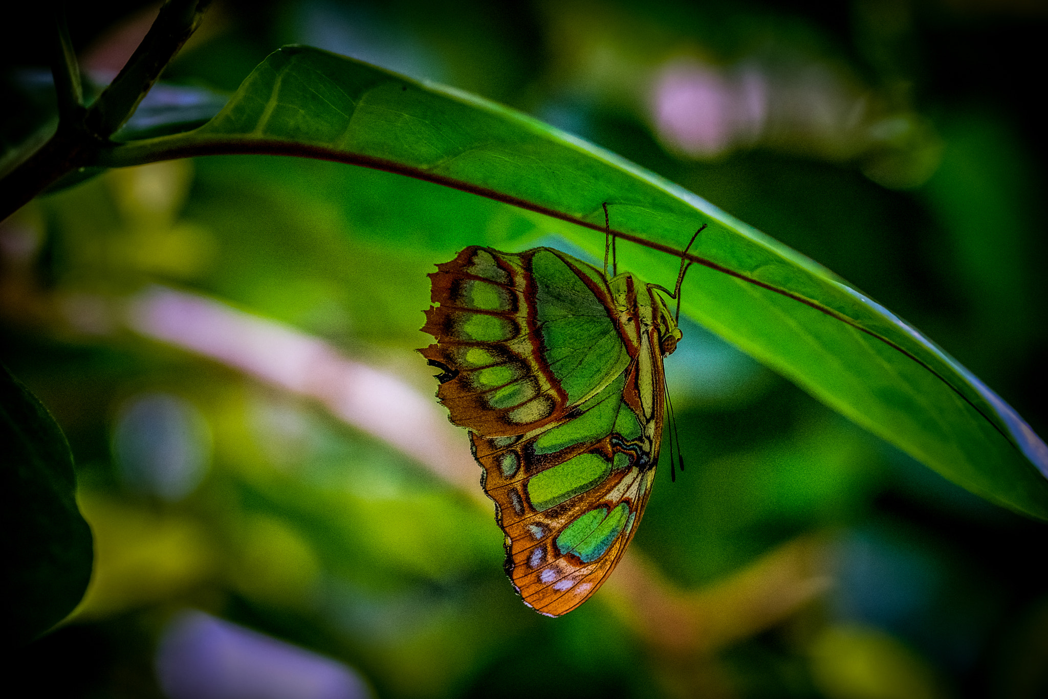Nikon D600 sample photo. Butterfly-2 photography