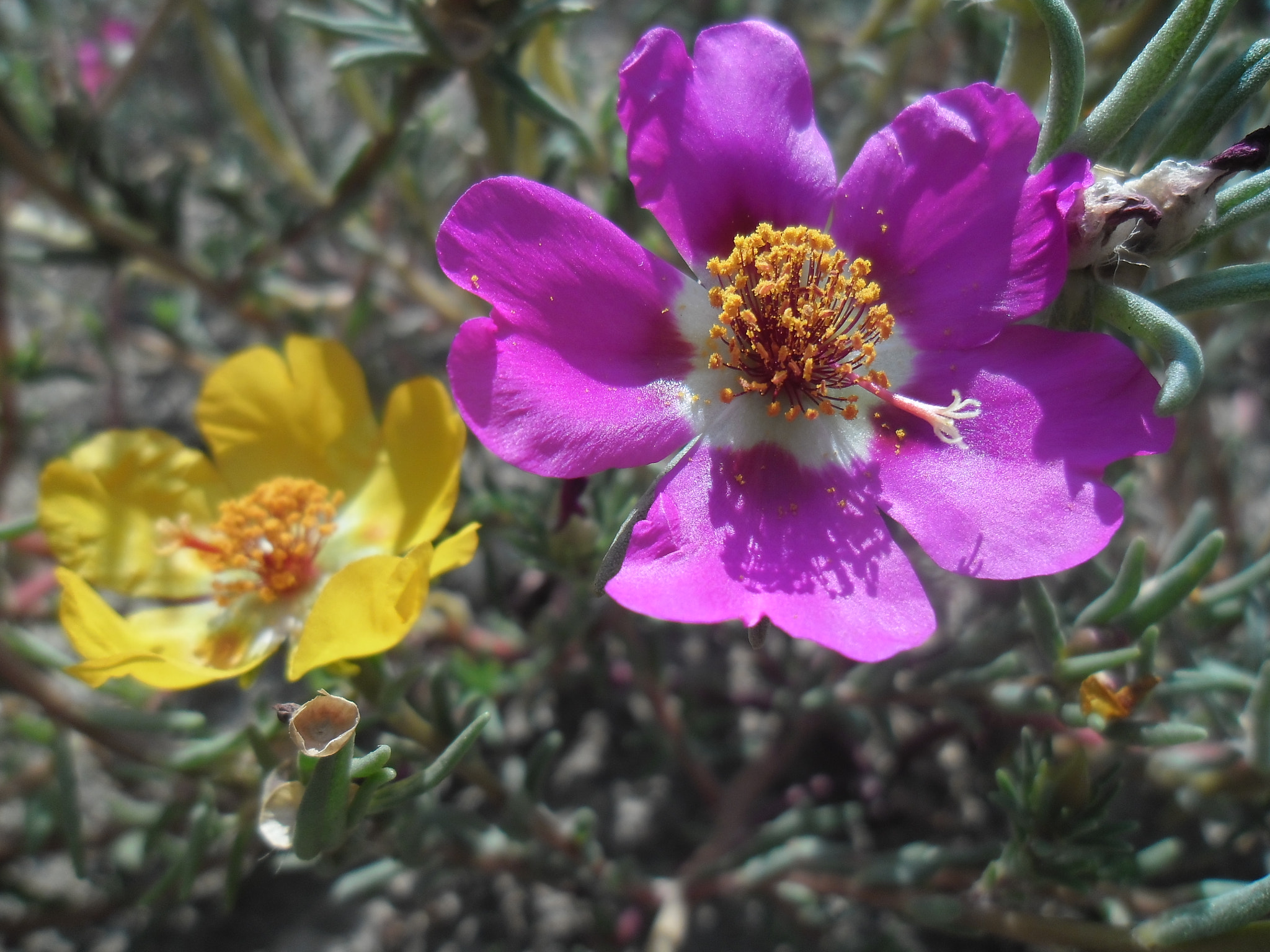 Samsung ES90/ ES91 sample photo. Портулак или Дандур (portulaca) photography