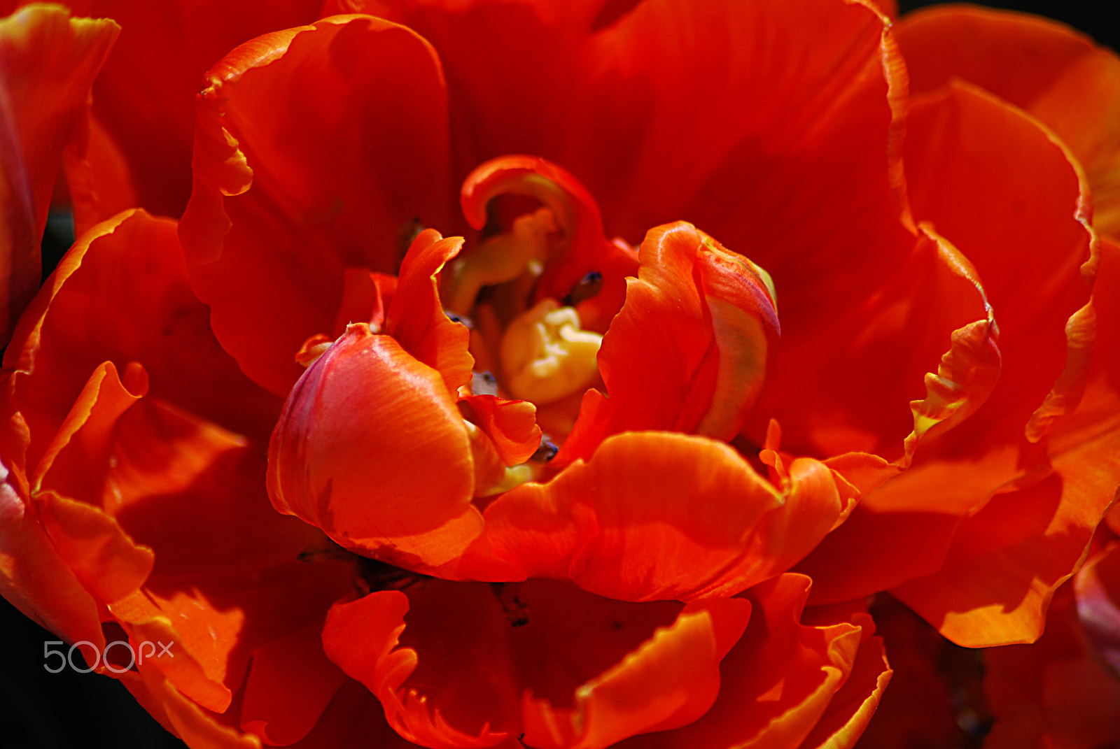Sigma 70-300mm F4-5.6 APO DG Macro sample photo. Monte orange tulip 20160413_20 photography