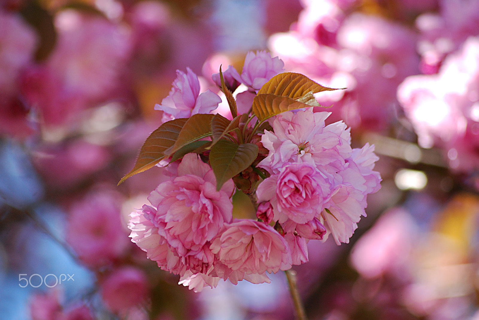 Nikon D40X + Sigma 70-300mm F4-5.6 APO DG Macro sample photo. Cherry blossoms 20160413_52 photography