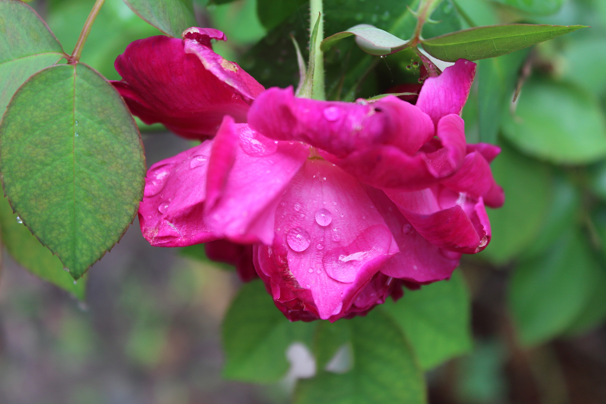Canon EOS 650D (EOS Rebel T4i / EOS Kiss X6i) sample photo. Flower photography