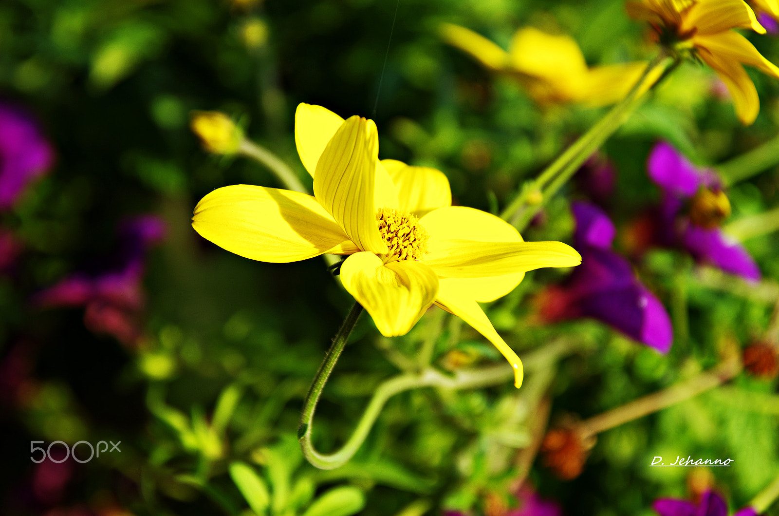 Pentax K-5 sample photo. Sun in my garden... photography