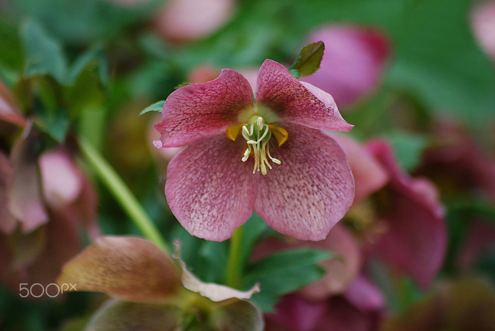 Sigma 70-300mm F4-5.6 APO DG Macro sample photo. Lenten rose 20160406_52 photography
