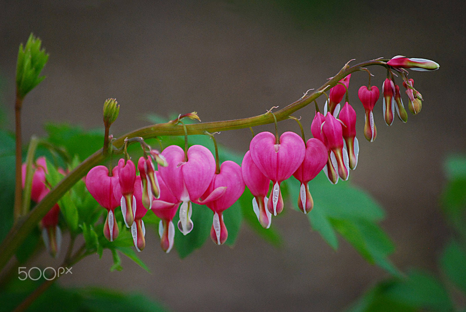 Sigma 70-300mm F4-5.6 APO DG Macro sample photo. Bleeding hearts 20160406_77 photography