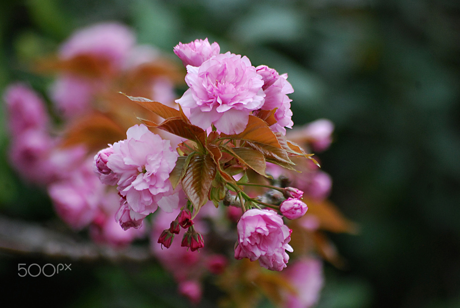 Nikon D40X + Sigma 70-300mm F4-5.6 APO DG Macro sample photo. Cherry blossoms 20160406_66 photography