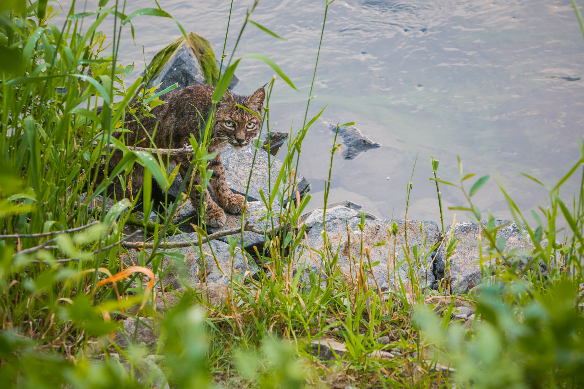 Sony a7R II + Canon EF 70-200mm F2.8L IS USM sample photo. Riverside bobcat in oregon photography