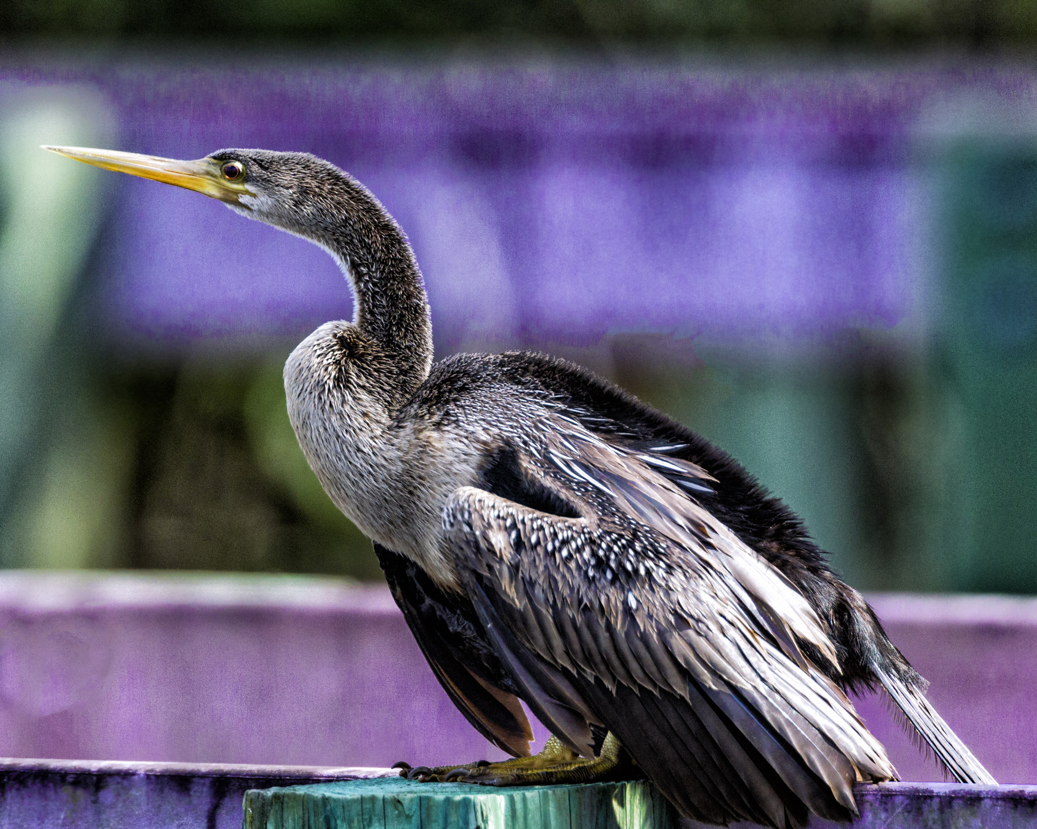 Canon EF 300mm F2.8L IS II USM sample photo. Anhinga photography