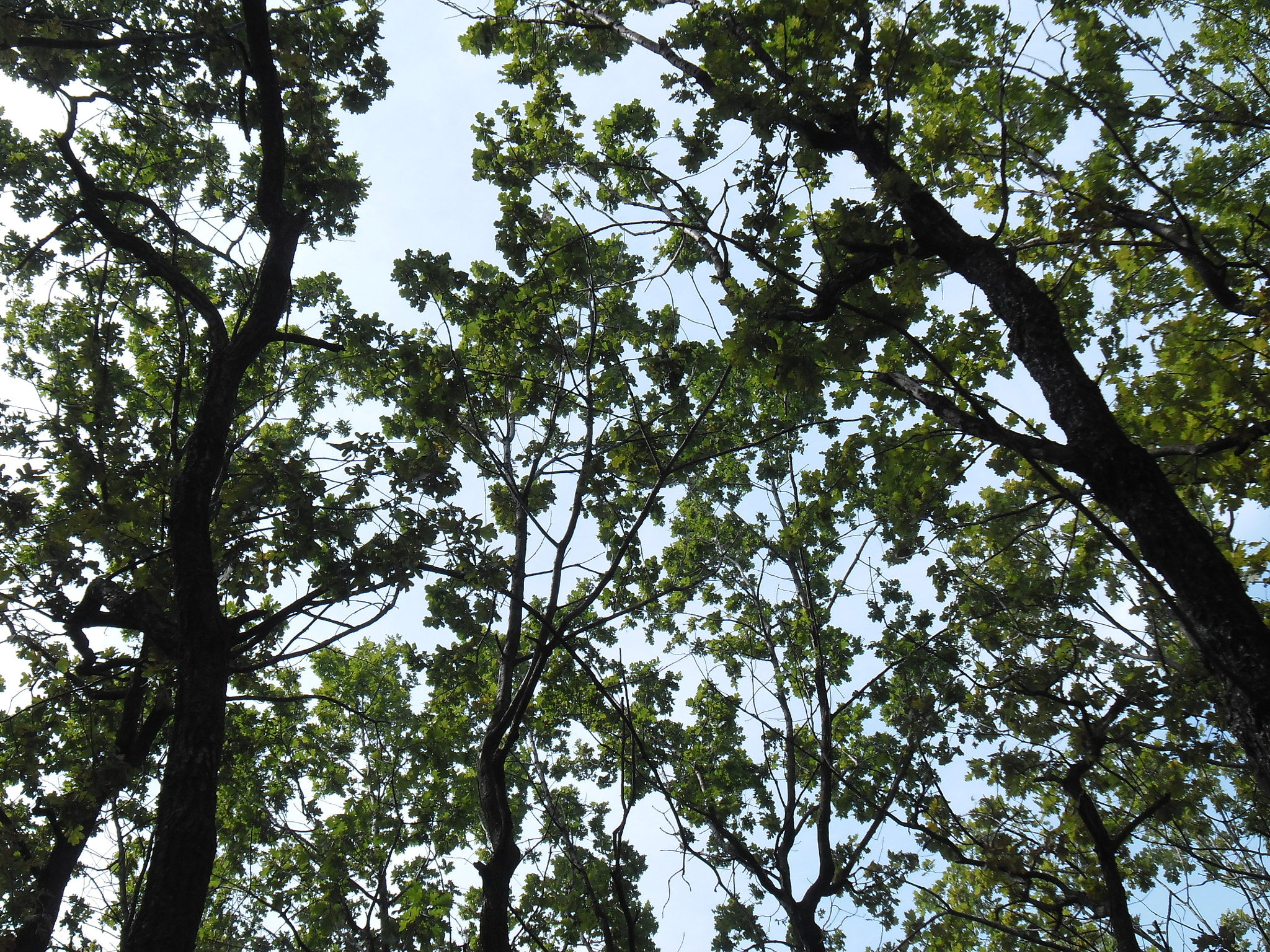 Samsung ES90/ ES91 sample photo. Дуб (quercus) photography