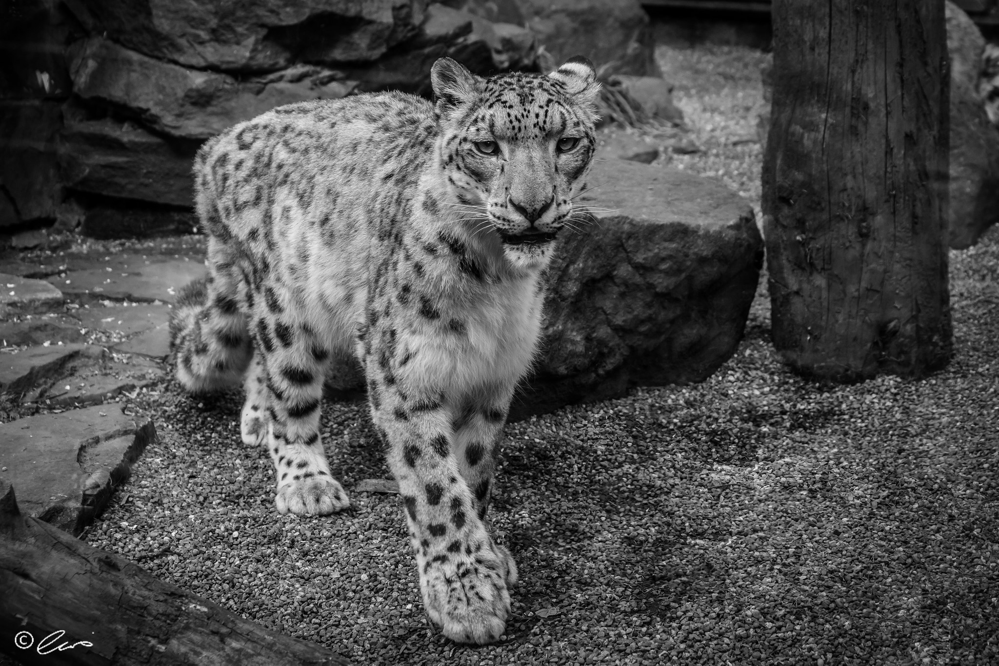 Canon EOS 60D + Sigma 50-200mm F4-5.6 DC OS HSM sample photo. Snow leopard photography
