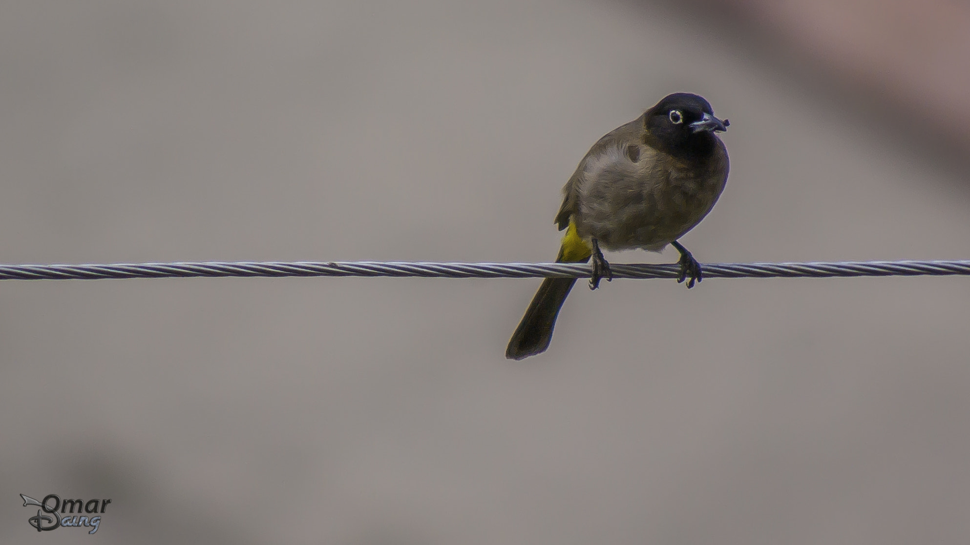 smc PENTAX-FA 80-320mm F4.5-5.6 sample photo. White-spectacled bulbul pycnonotus xanthopygos - arap bülbülü-2 photography