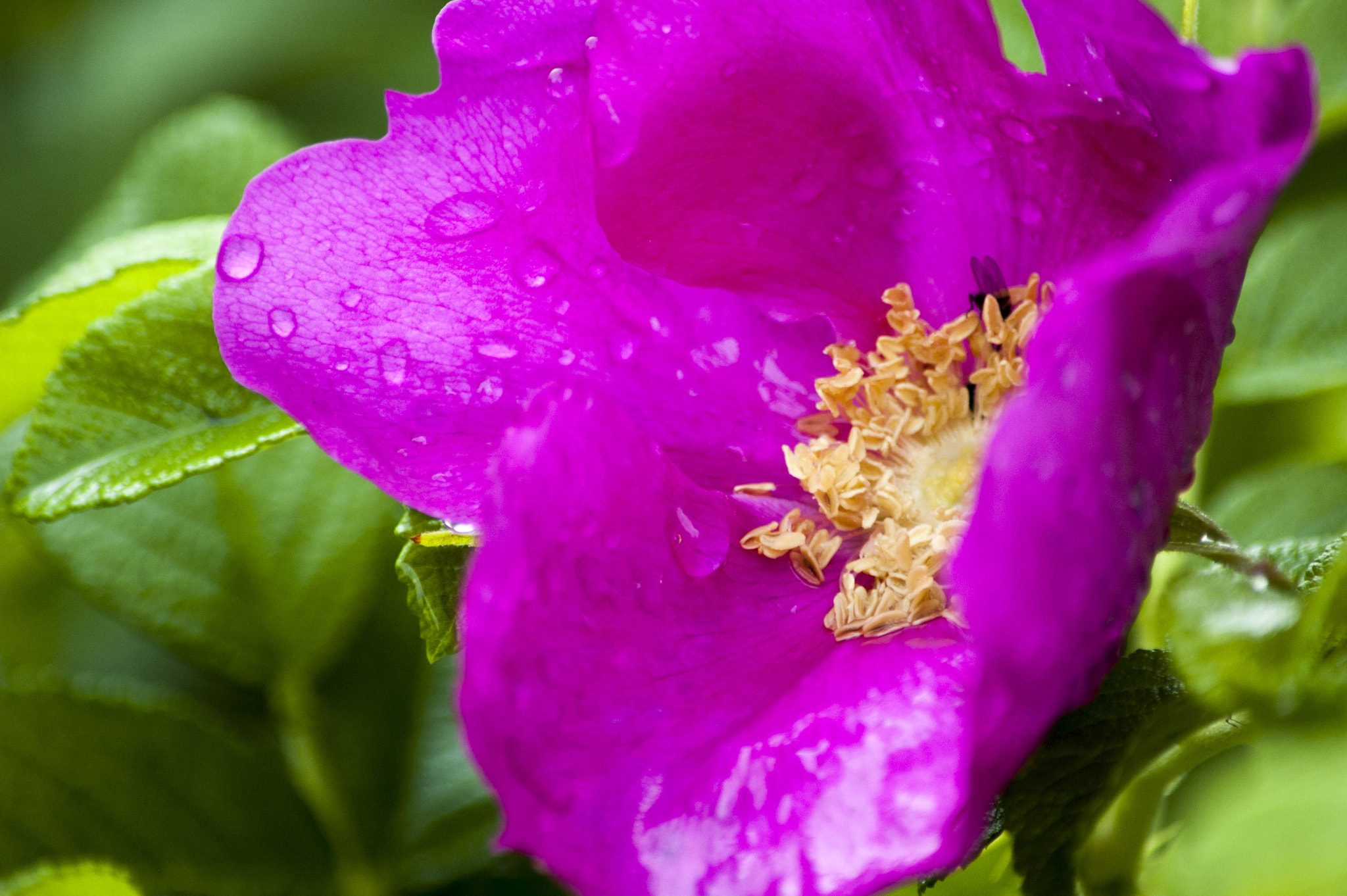 Nikon D70 sample photo. Flower photography