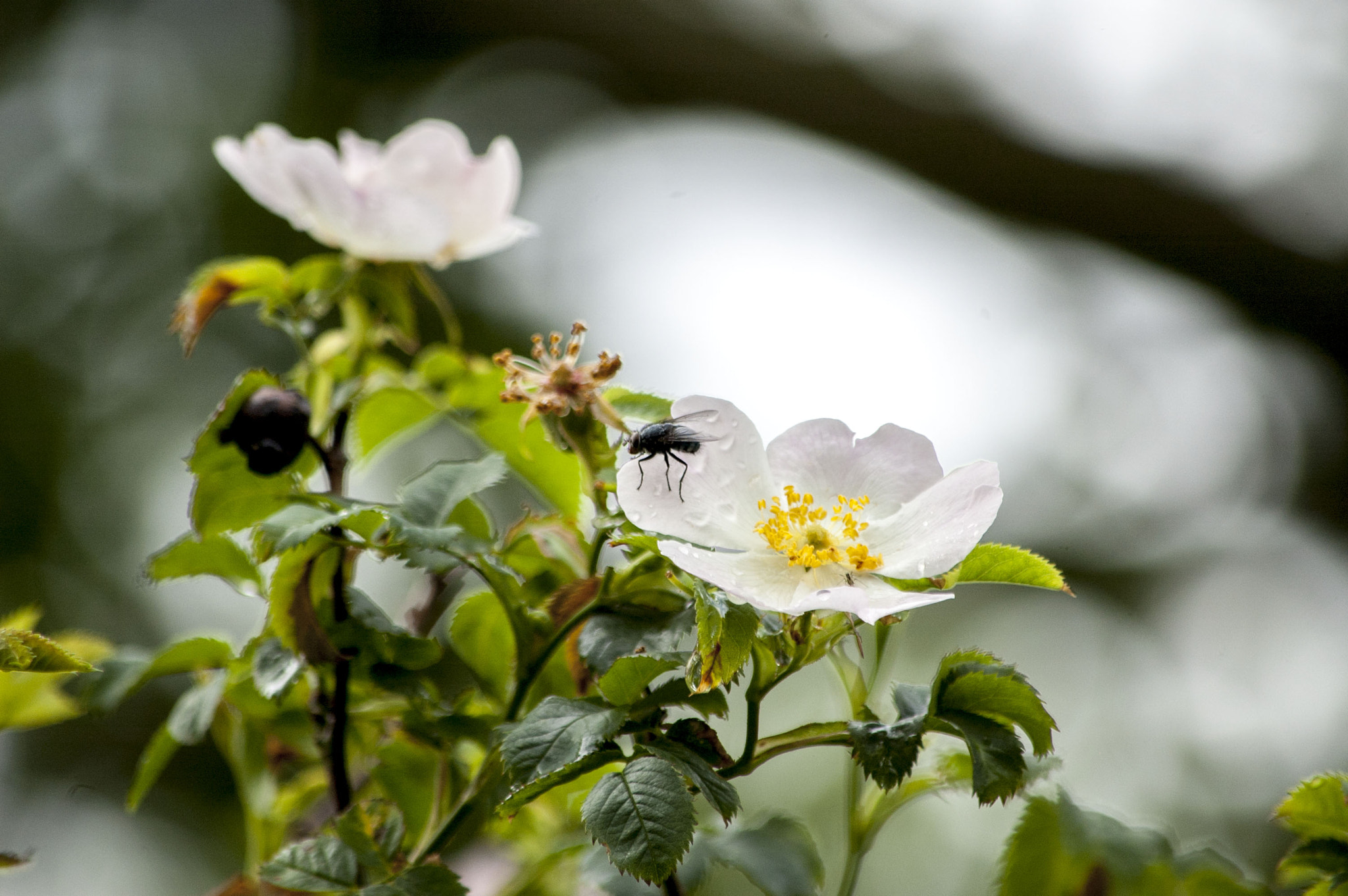 Nikon D70 sample photo. Flower with life photography