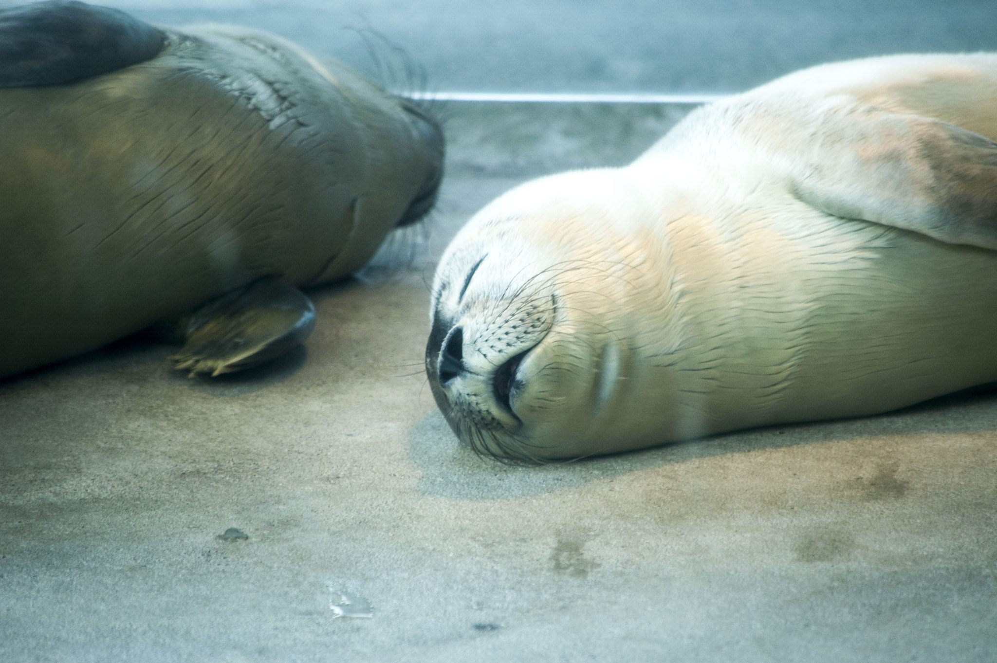 Nikon D70 sample photo. Young seal photography