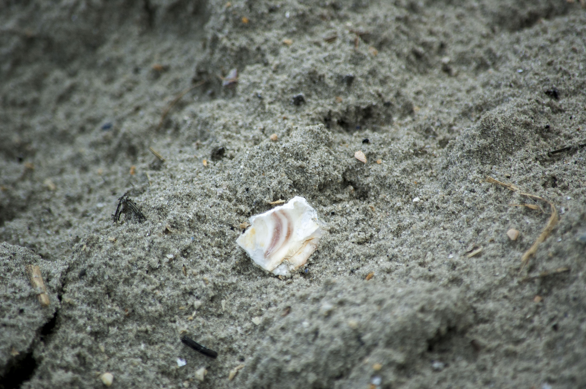 Nikon D70 sample photo. Shell photography