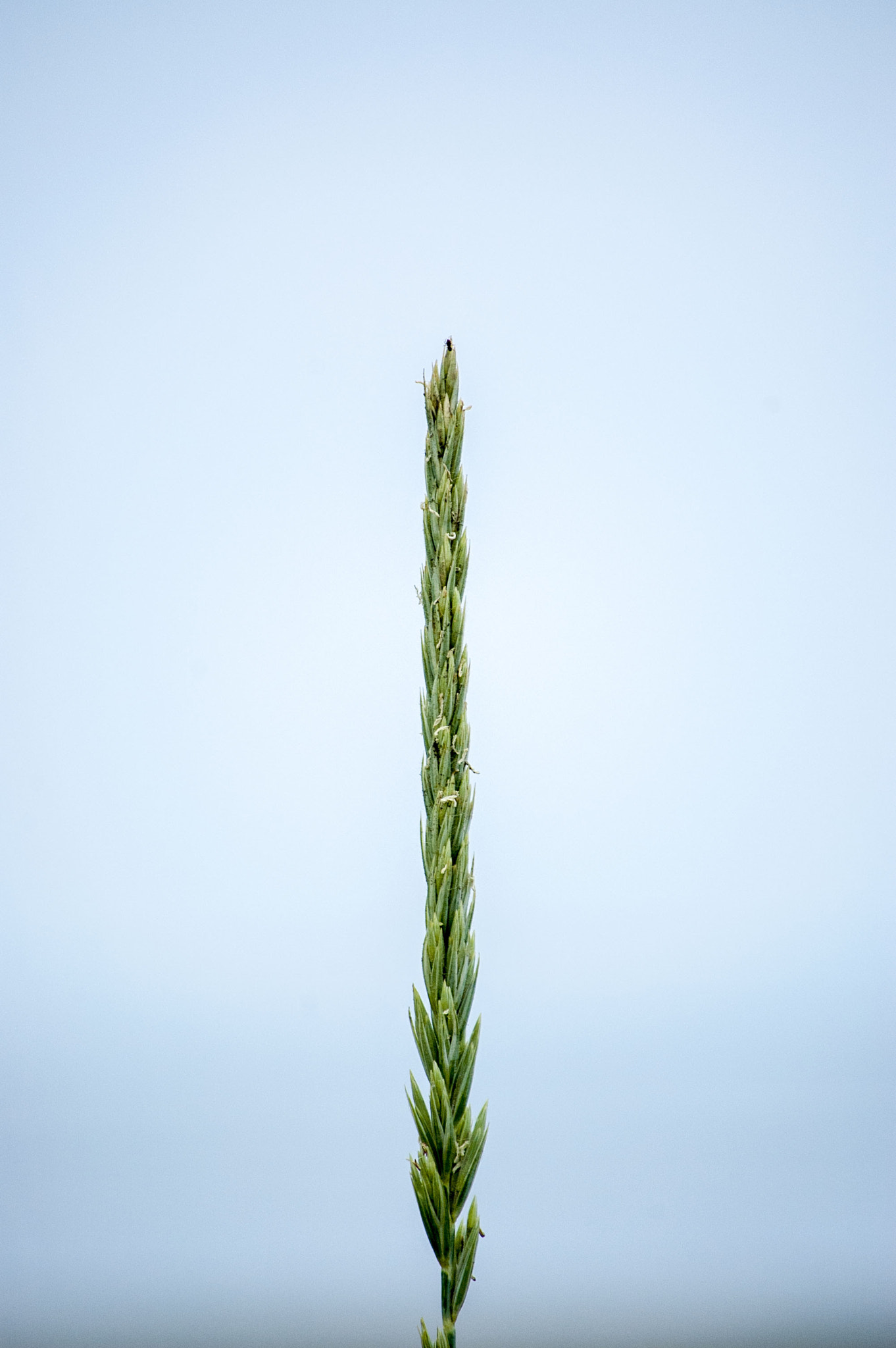 Nikon D70 sample photo. Gras photography