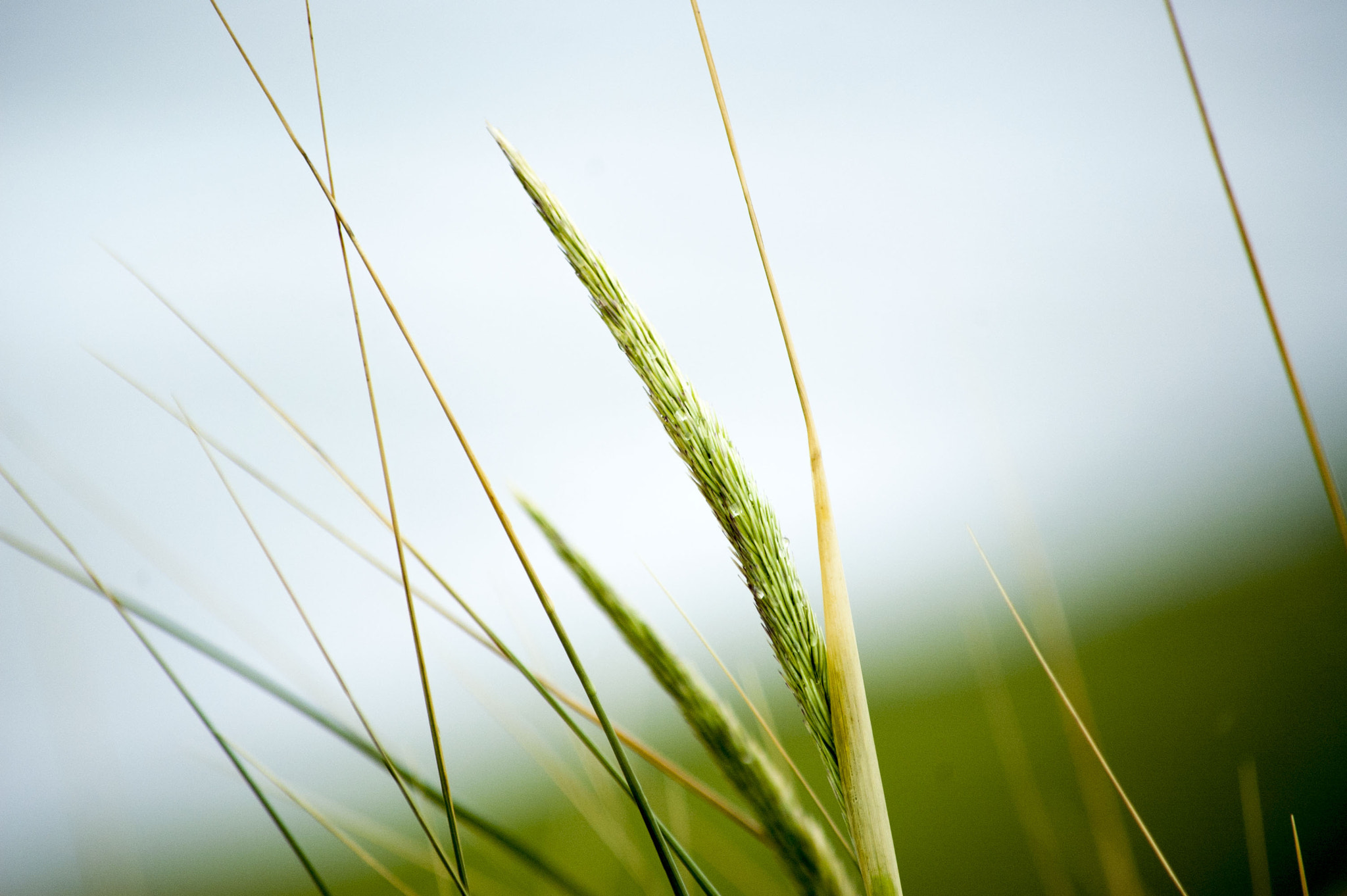 Nikon D70 sample photo. Grass in wind photography