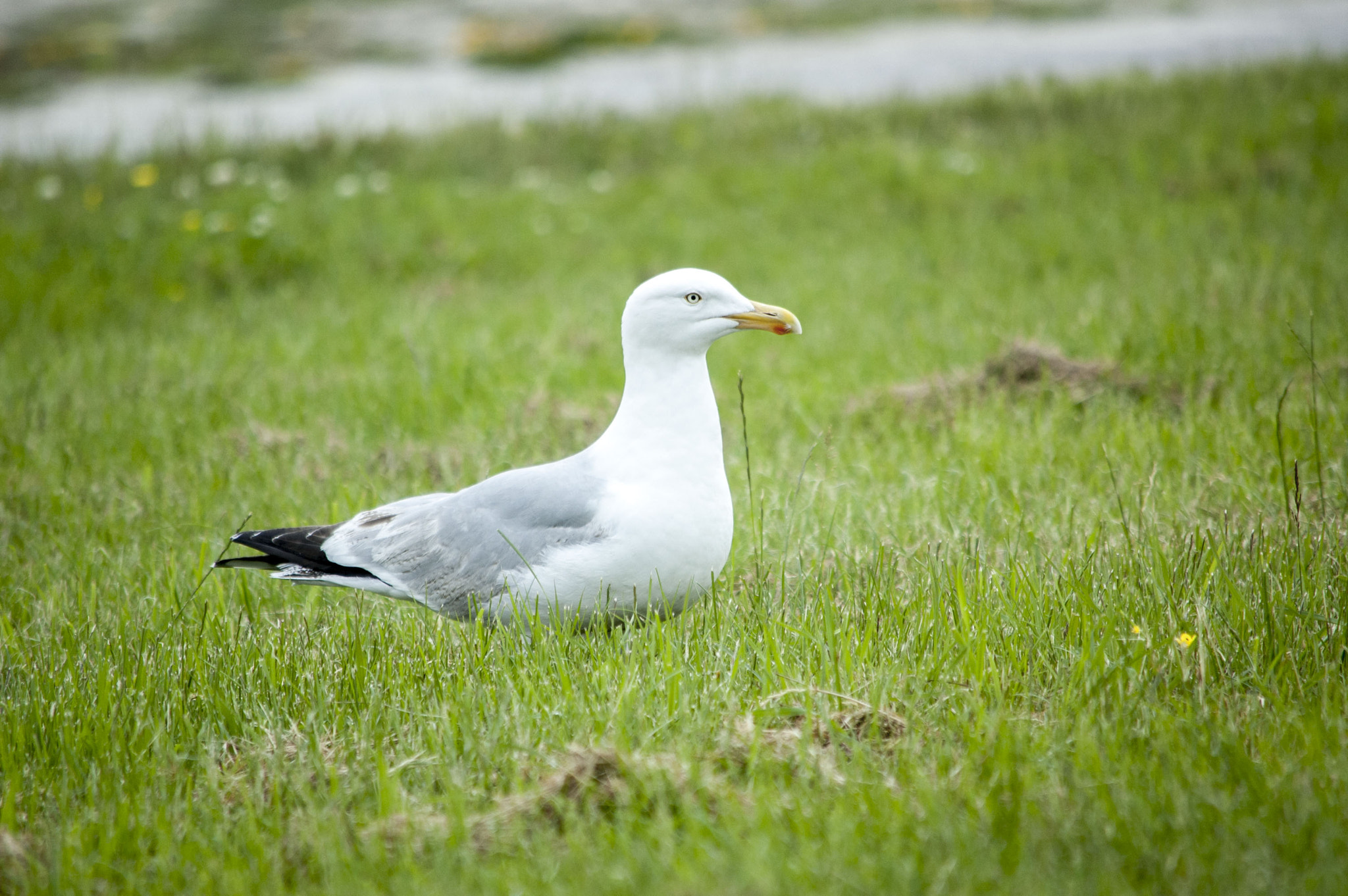 Nikon D70 sample photo. Seagull photography