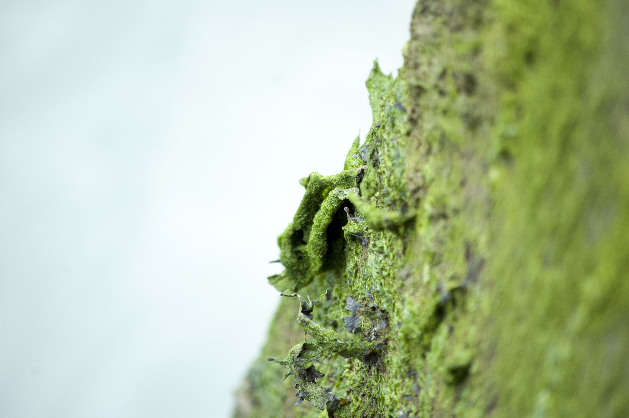 Nikon D70 sample photo. Green shell photography