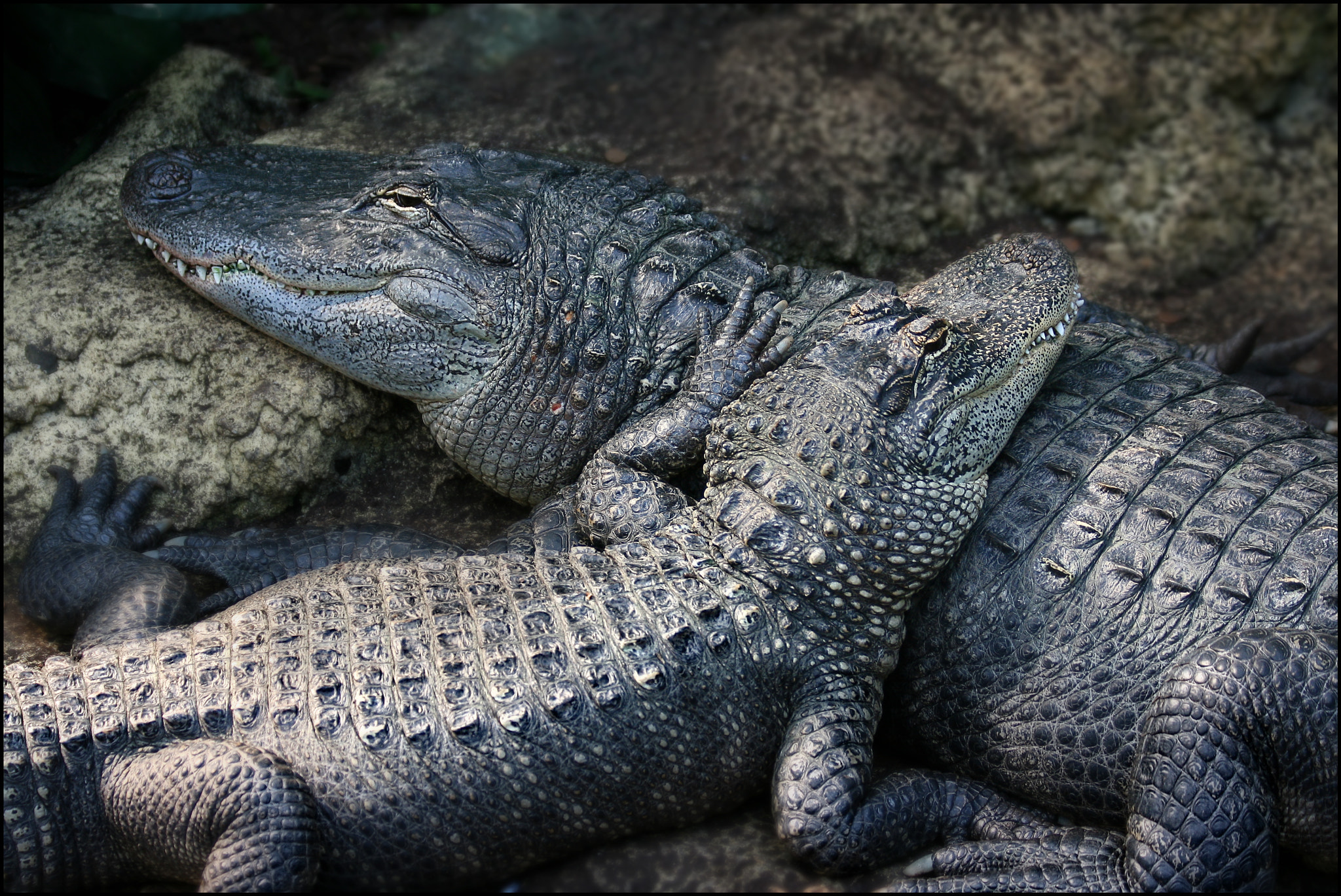 Canon EF 70-300mm F4-5.6 IS USM sample photo. Krokoii photography