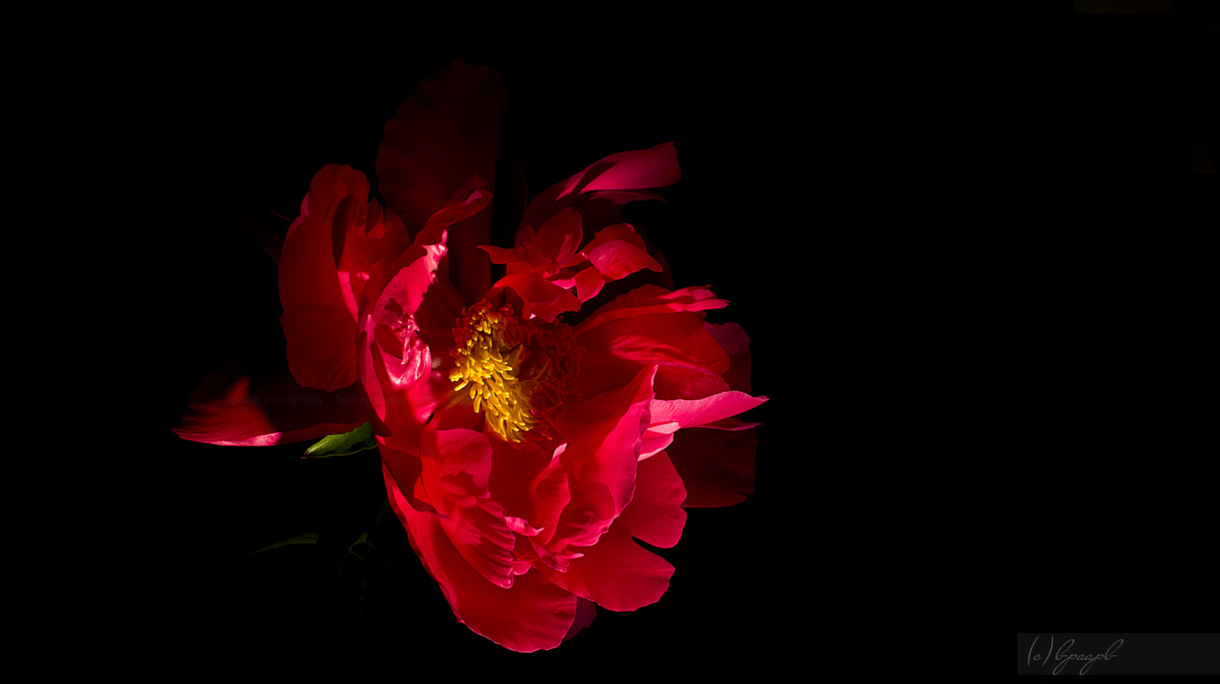 Sony Alpha NEX-5 + Sony E 30mm F3.5 Macro sample photo. Peony... photography
