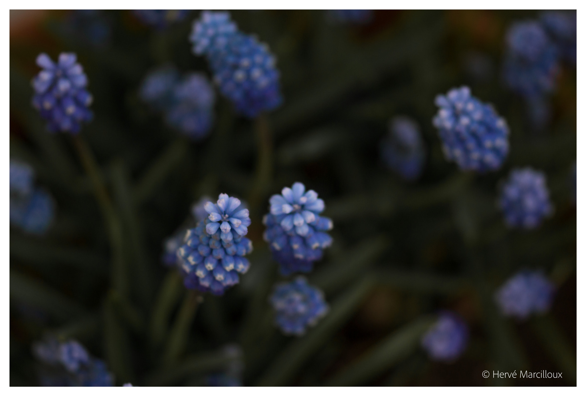Sony SLT-A77 + 105mm F2.8 sample photo. Flowers photography
