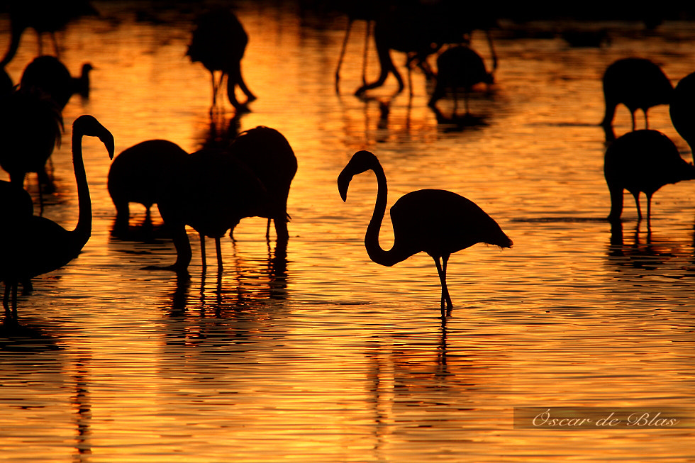 Canon EF 400mm f/2.8L + 1.4x sample photo. Flamingos at sunset  photography