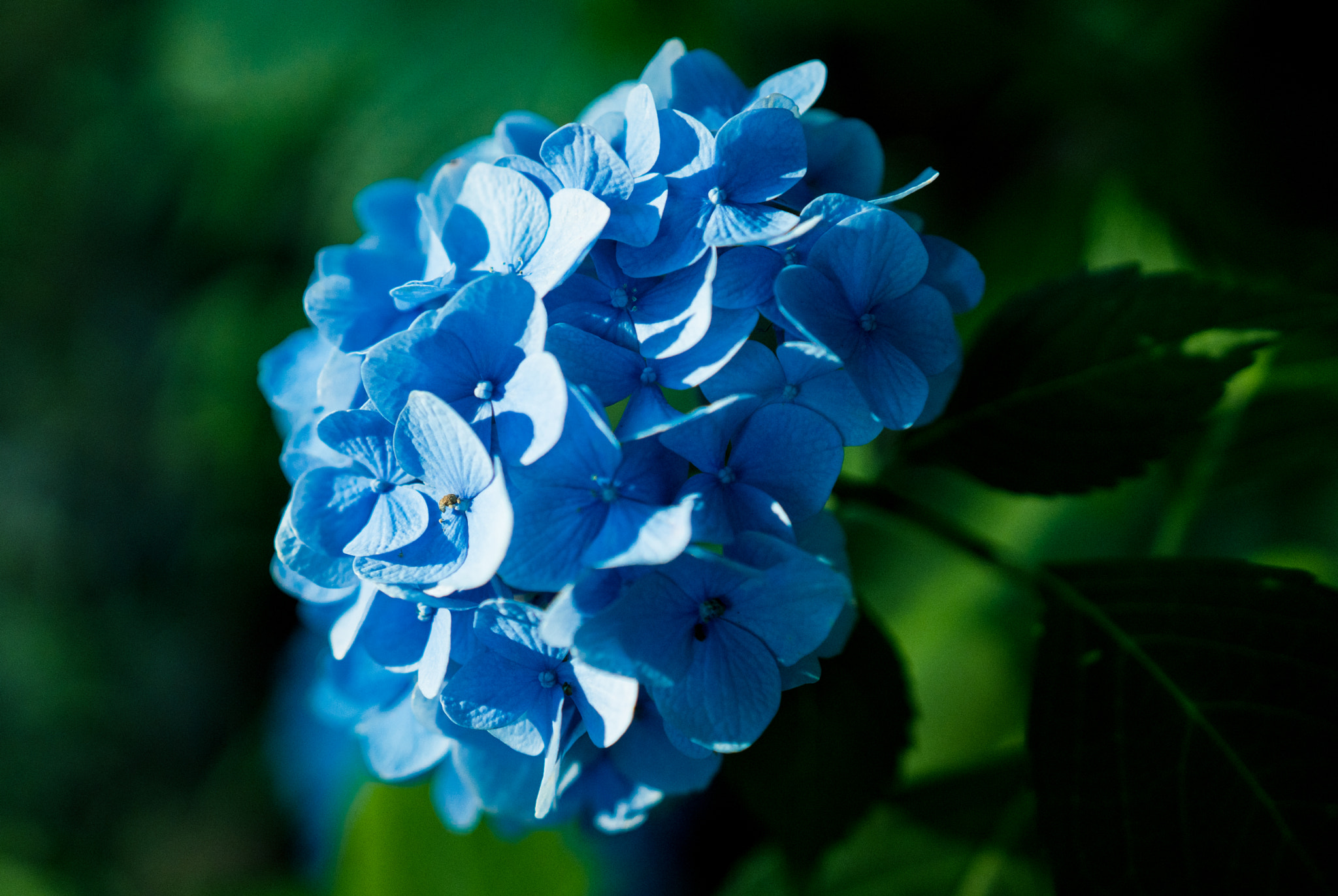 Sony a6300 + 18-35mm F1.8 DC HSM | Art 013 sample photo. Blue hydrangea ii photography