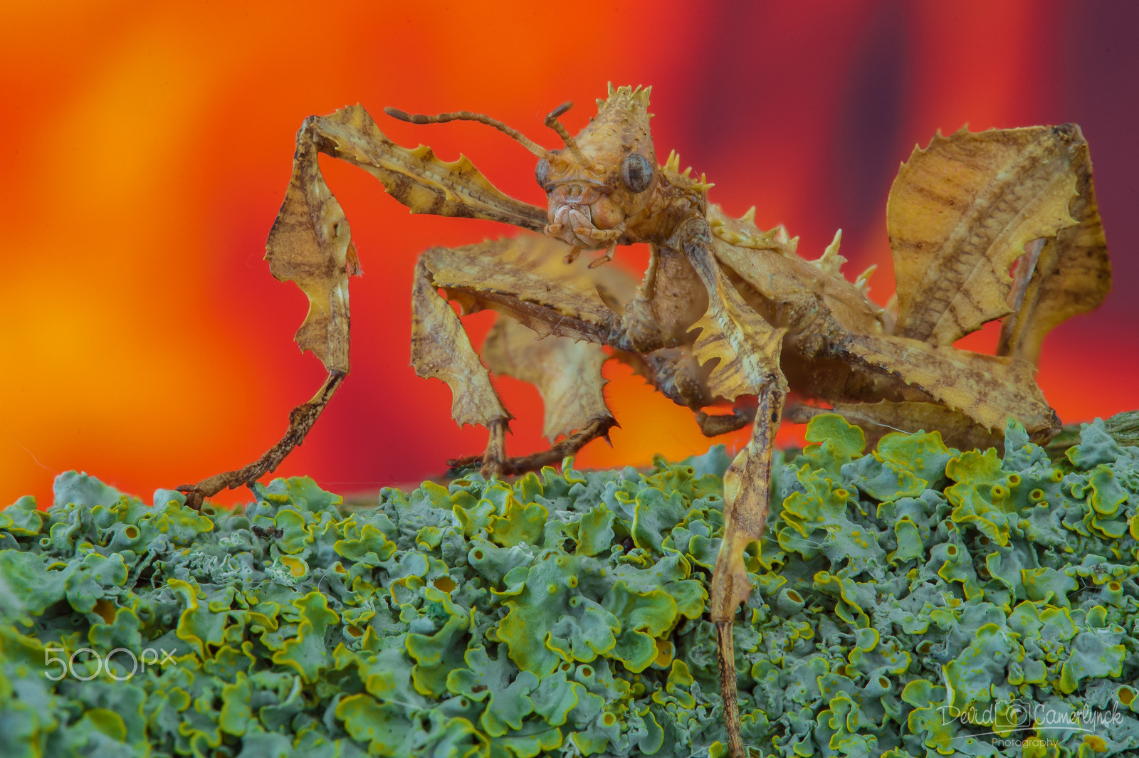 Sigma APO Macro 180mm F3.5 EX DG HSM sample photo. Diabolic photography
