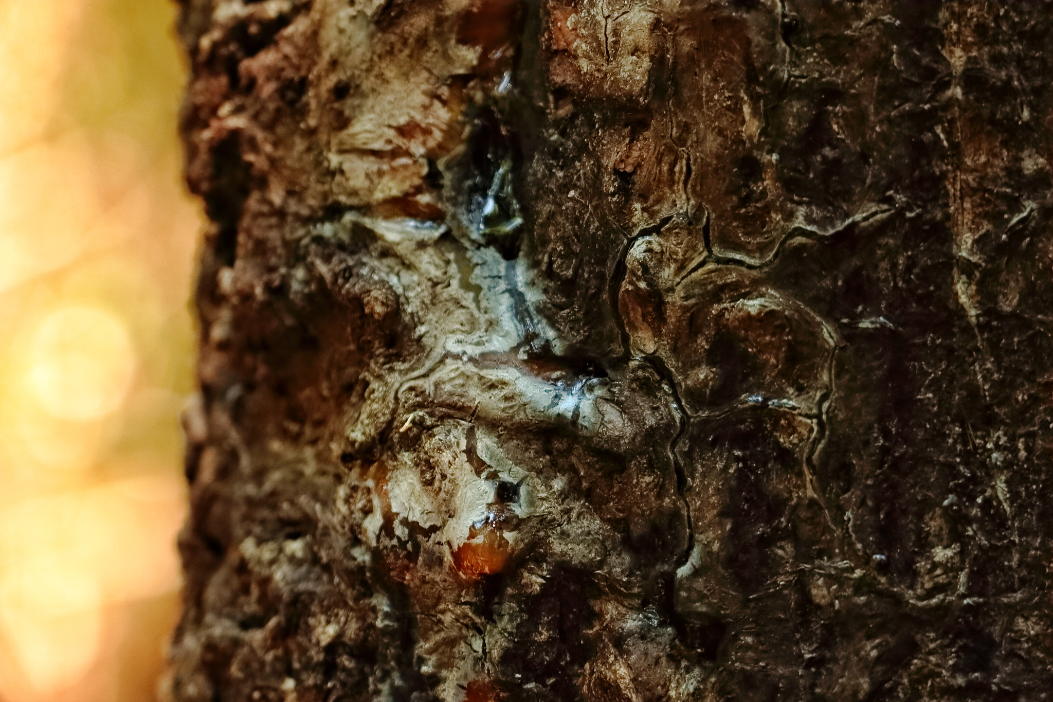 Canon EOS 650D (EOS Rebel T4i / EOS Kiss X6i) sample photo. The bark of a pine tree as it's healing itself from being burned. photography