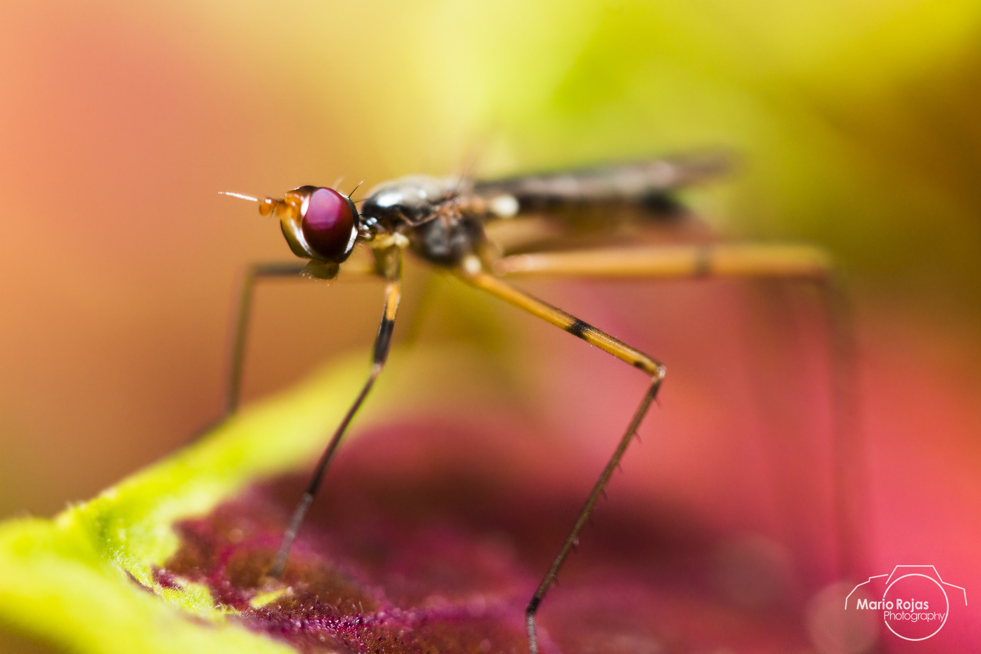Canon EF-S 60mm F2.8 Macro USM sample photo. Mosquito photography