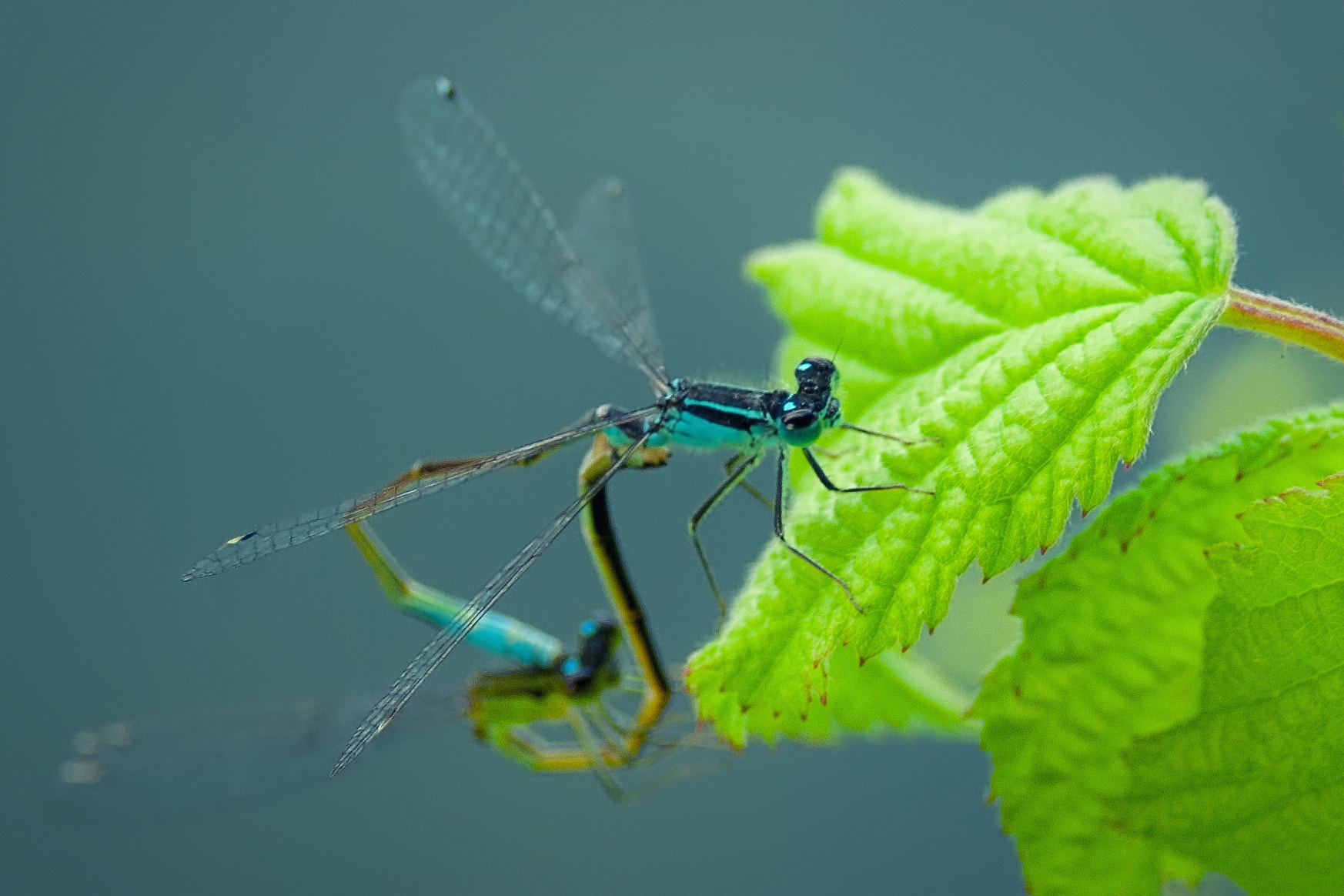AF Zoom-Nikkor 28-80mm f/3.3-5.6G sample photo. Dragonfly (ischnura elegans) photography