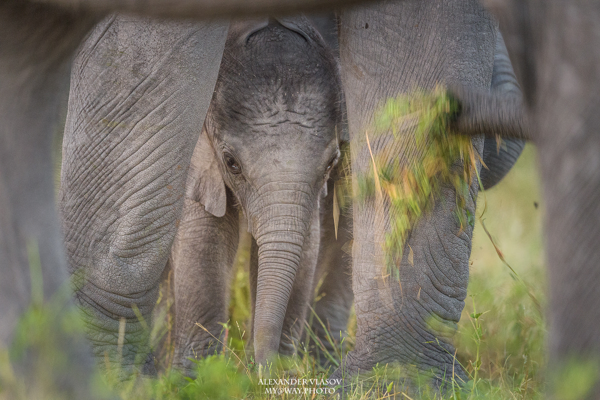 Nikon AF-S Nikkor 500mm F4E FL ED VR sample photo. Small and protected chobe park photography