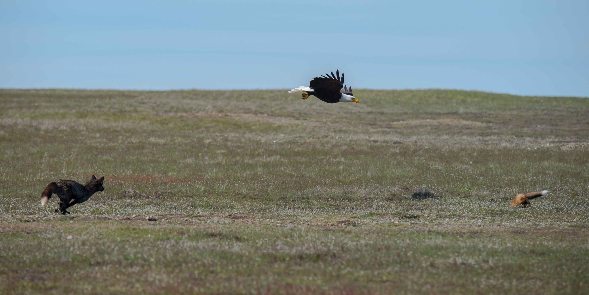 Nikon D600 sample photo. Fox vs eagle vs fox photography