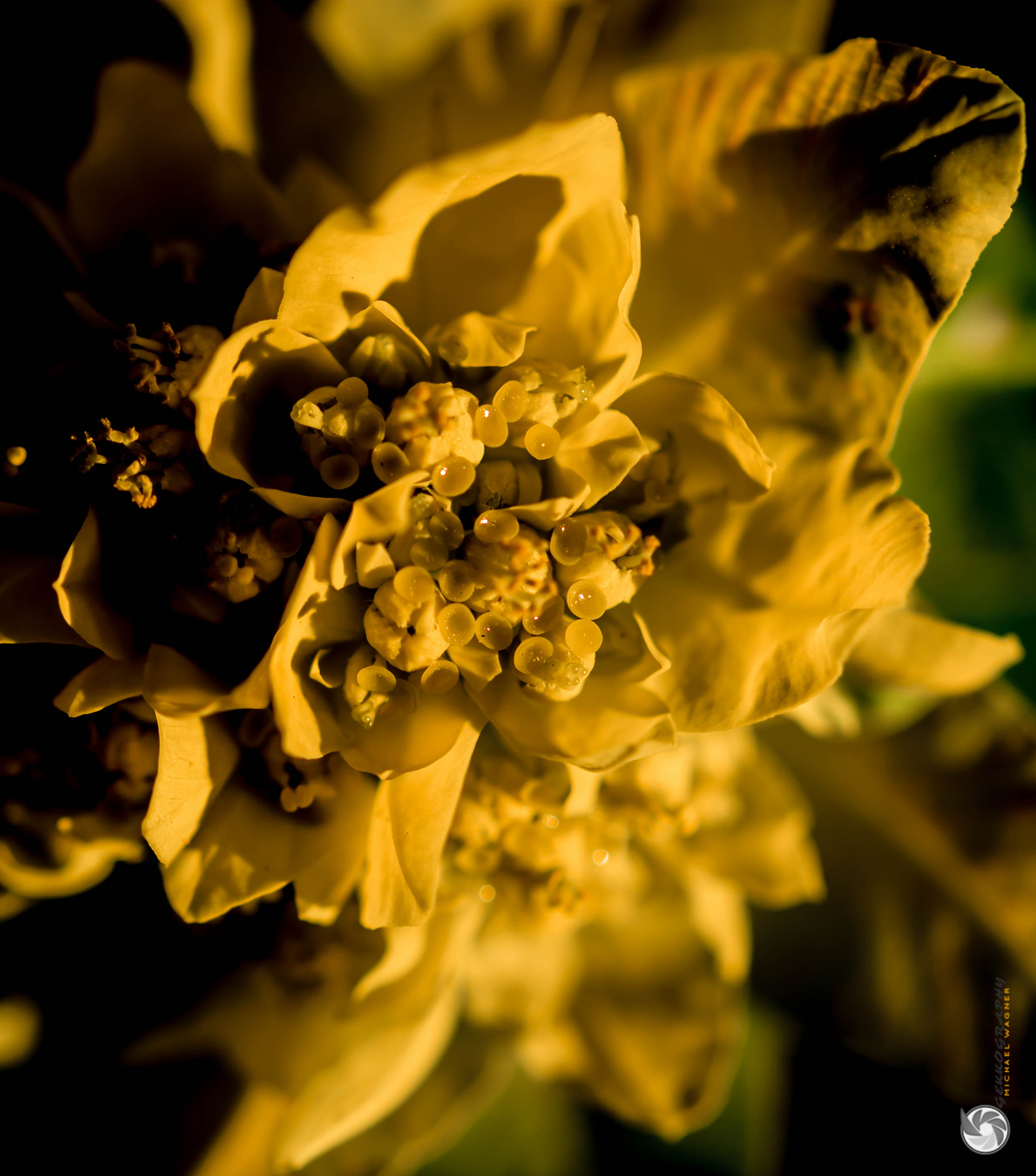 Sigma 105mm F2.8 EX DG OS HSM sample photo. Flower photography