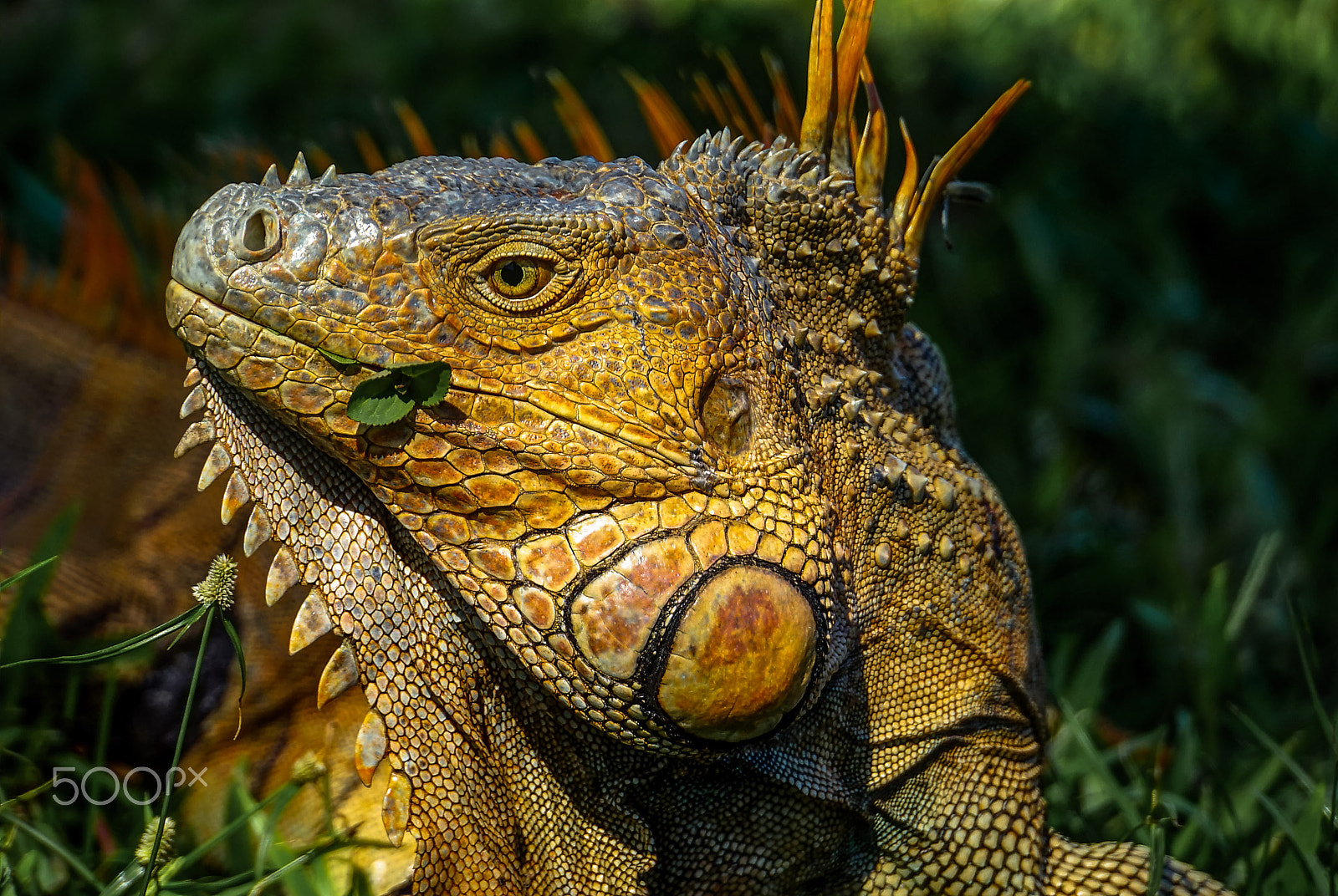 Sony E 18-200mm F3.5-6.3 OSS LE sample photo. Jurassic beauty photography