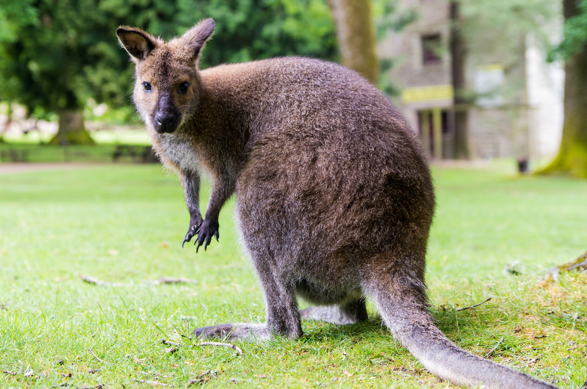 Pentax K-30 sample photo. The curious kangaroo photography