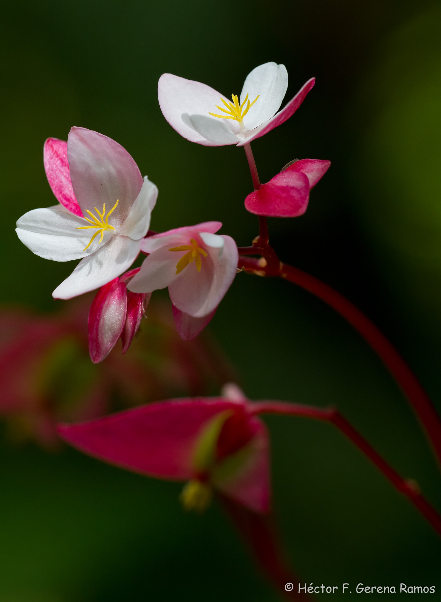 Sigma APO Macro 180mm F2.8 EX DG OS HSM sample photo. Sun drops photography
