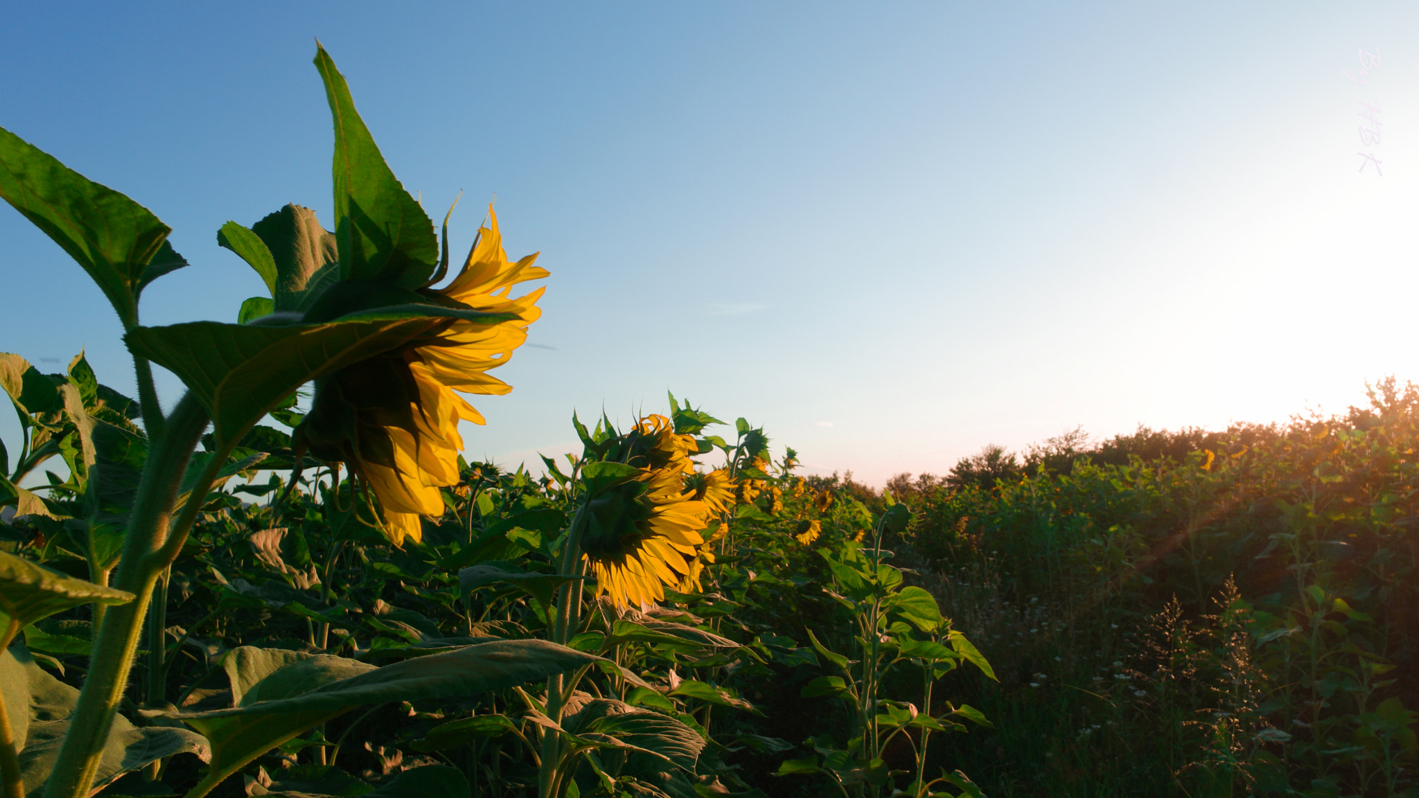 NX 16mm F2.4 sample photo. Just need sunshine ; like all of us photography