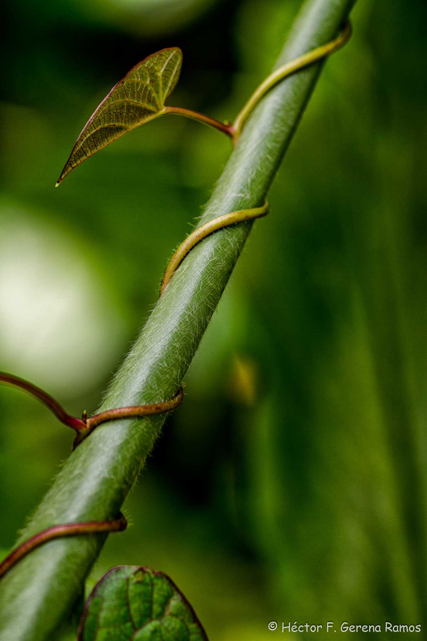 Sigma APO Macro 180mm F2.8 EX DG OS HSM sample photo. Climbing photography