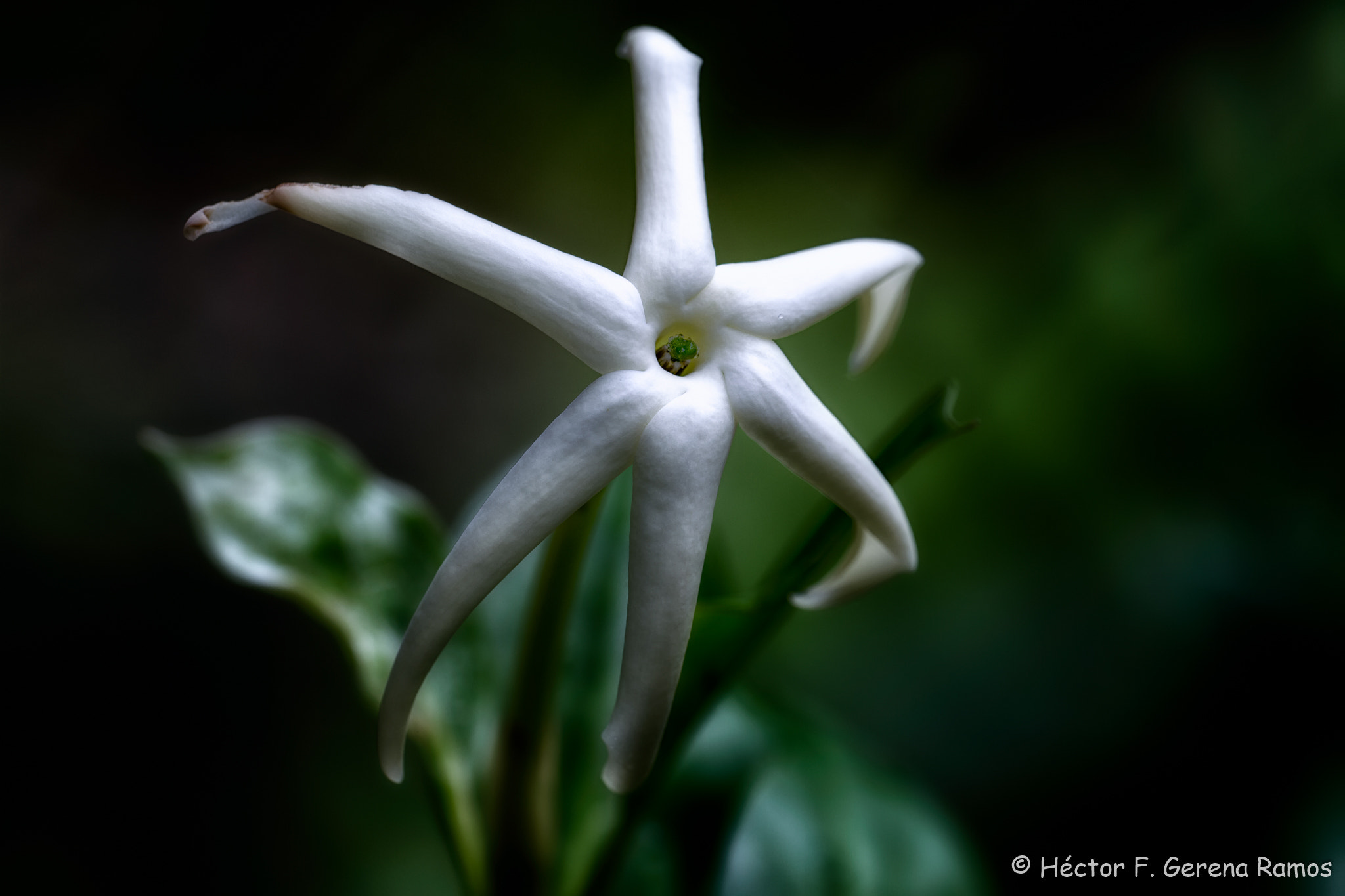 Sigma APO Macro 180mm F2.8 EX DG OS HSM sample photo. 6 photography