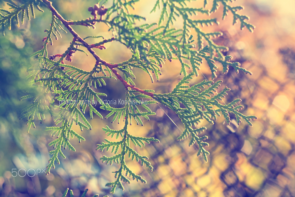 Canon EF 28-80mm f/3.5-5.6 sample photo. Beautiful background with green arborvitae branch photography