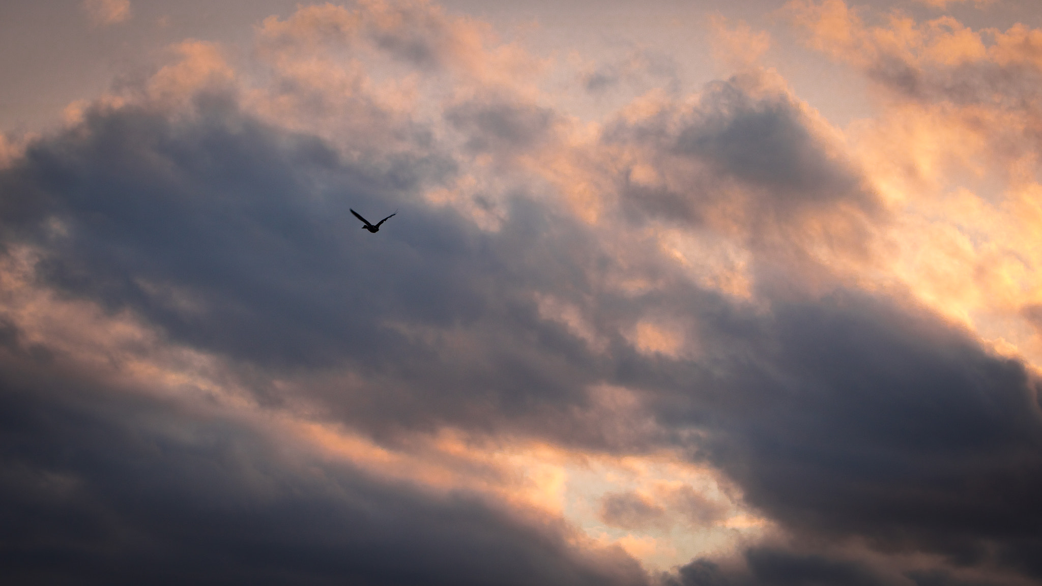 Canon EOS 750D (EOS Rebel T6i / EOS Kiss X8i) sample photo. Duck flies away photography