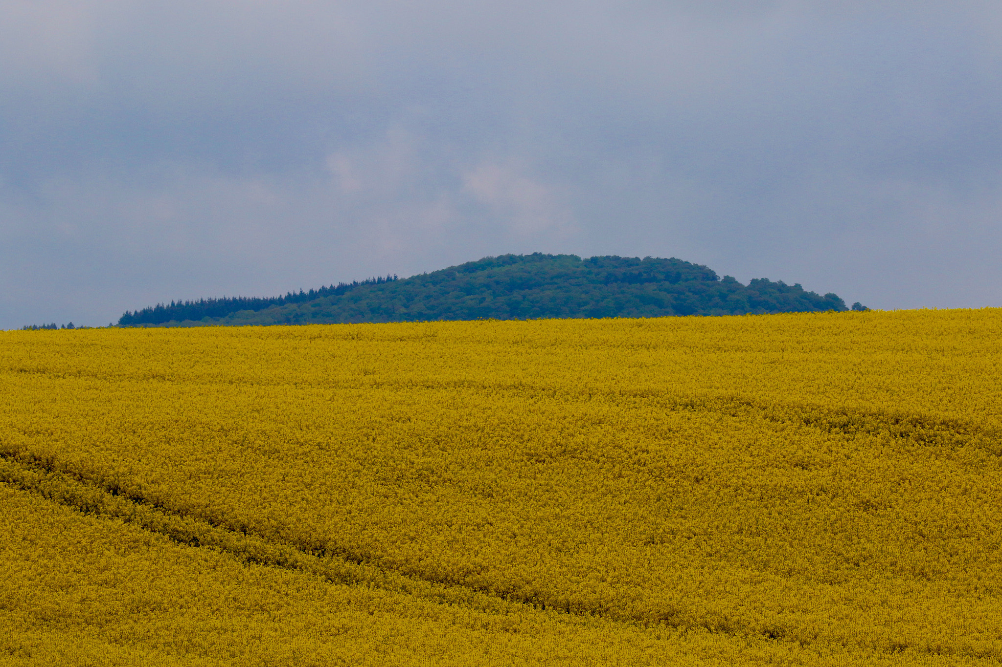 Canon EOS 7D Mark II + Canon EF 100-400mm F4.5-5.6L IS USM sample photo. Wide & open photography